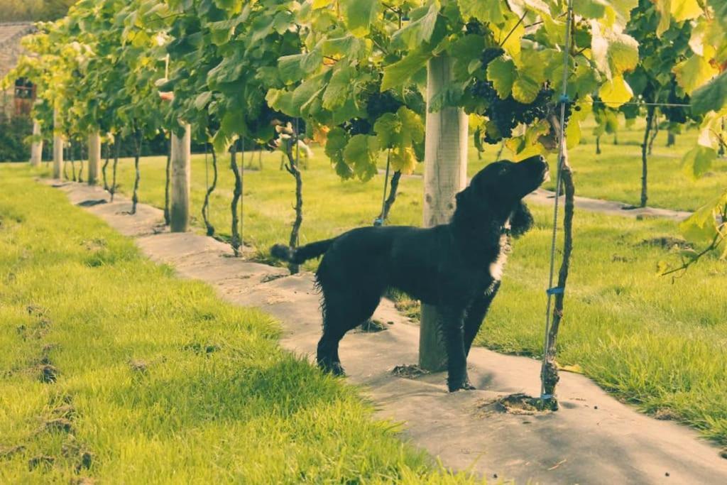 Vineyard Country Cottage Llanerch-Aeron Екстериор снимка
