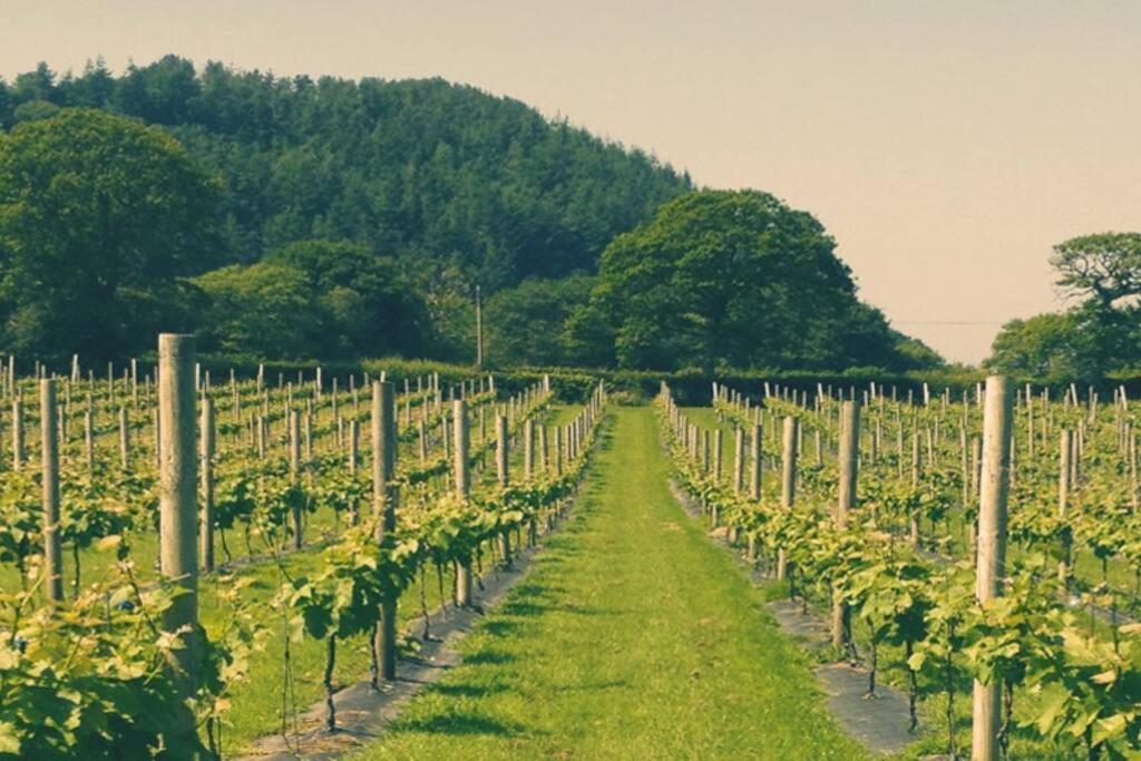 Vineyard Country Cottage Llanerch-Aeron Екстериор снимка